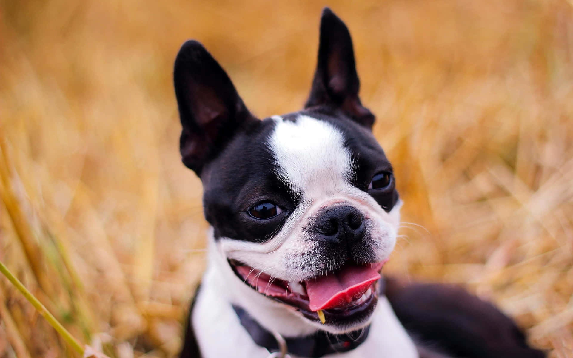 Adorable Boston Terrier Puppy Laying In The Grass. Background