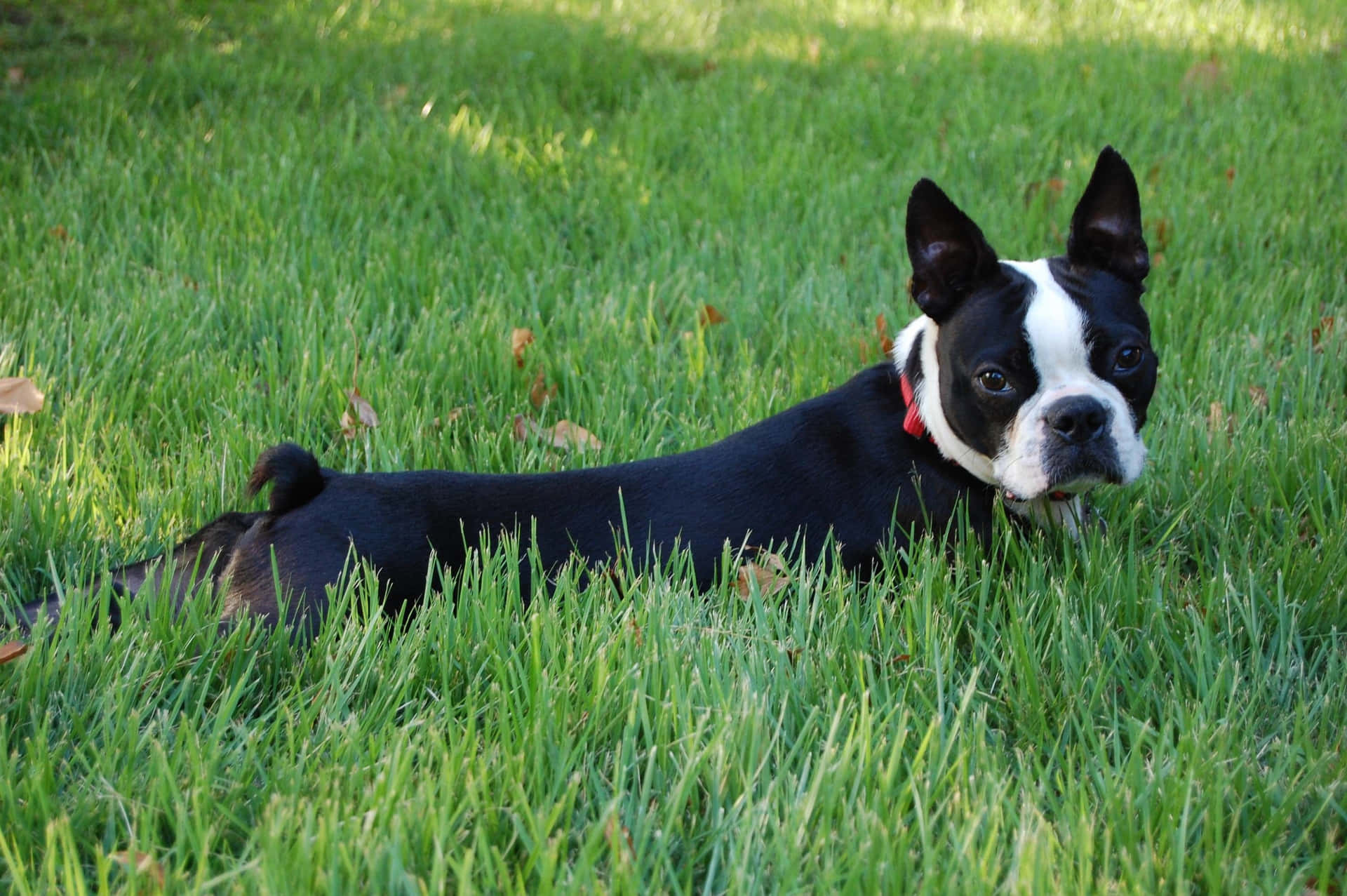 Adorable Boston Terrier Puppy Sitting On The Floor Background