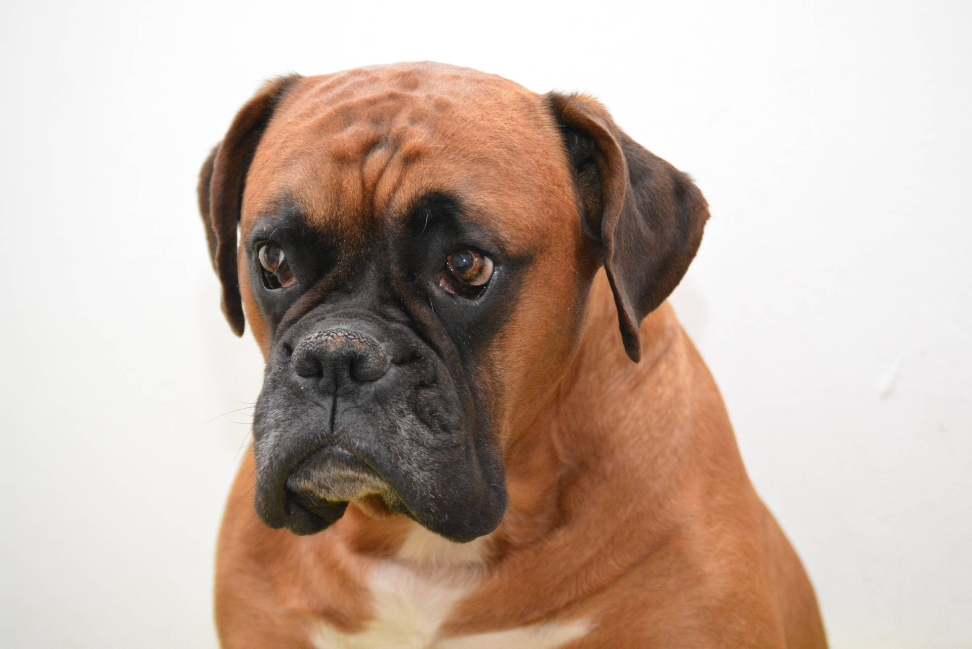 Adorable Boxer Dog In Vibrant Nature Background