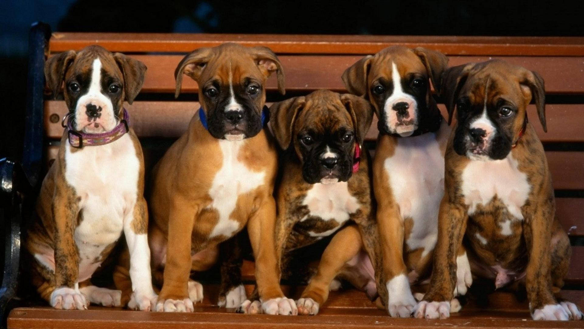 Adorable Boxer Puppies Sitting On A Bench Background