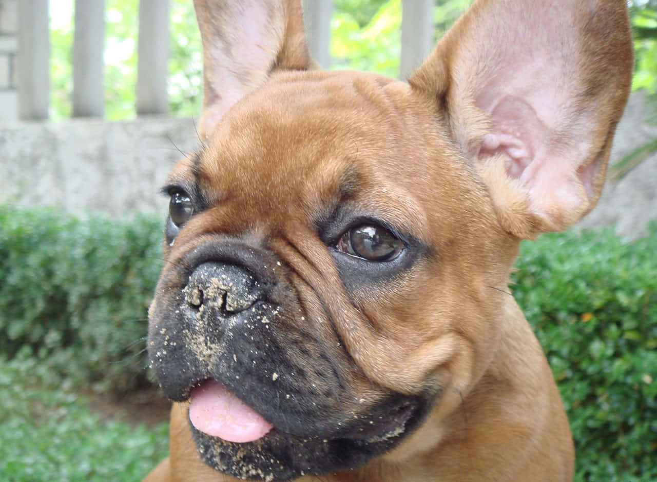 Adorable Brown French Bulldog With Amazed Look Background