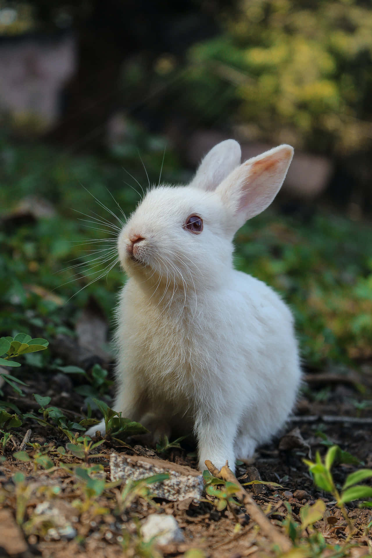Adorable Bunny Is Ready For A Selfie! Background