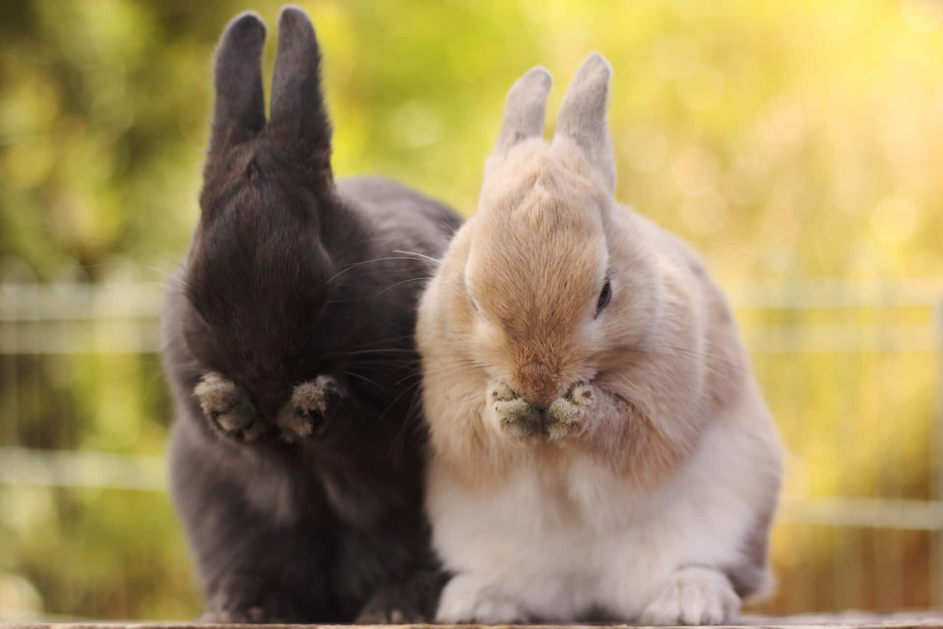 Adorable Bunny Rabbits Enjoying Their Day Background