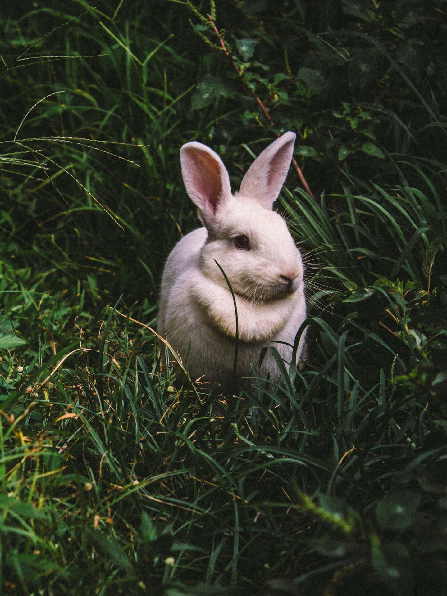 Adorable Bunny Rabbits Playing And Snuggling Background