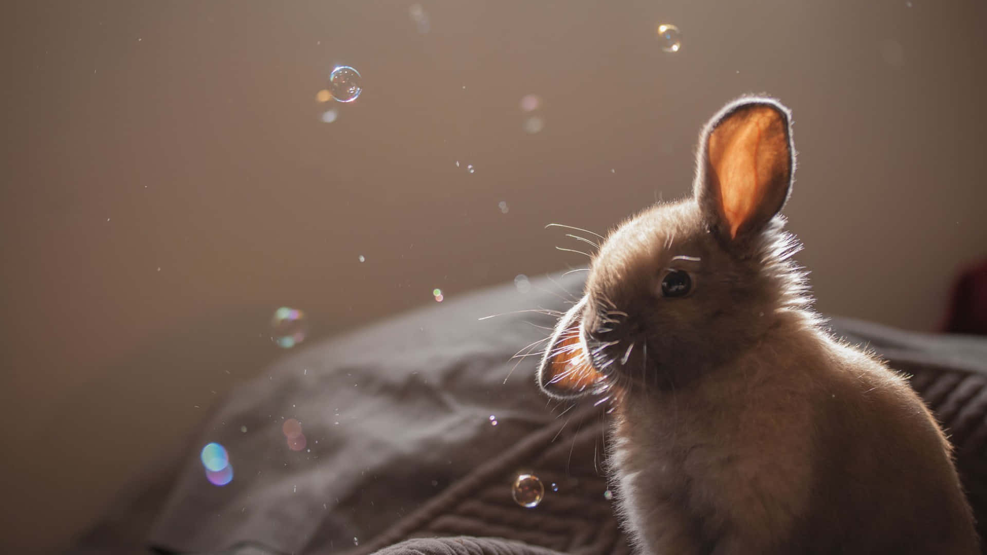 Adorable Bunny Rabbits Playing In The Field Background