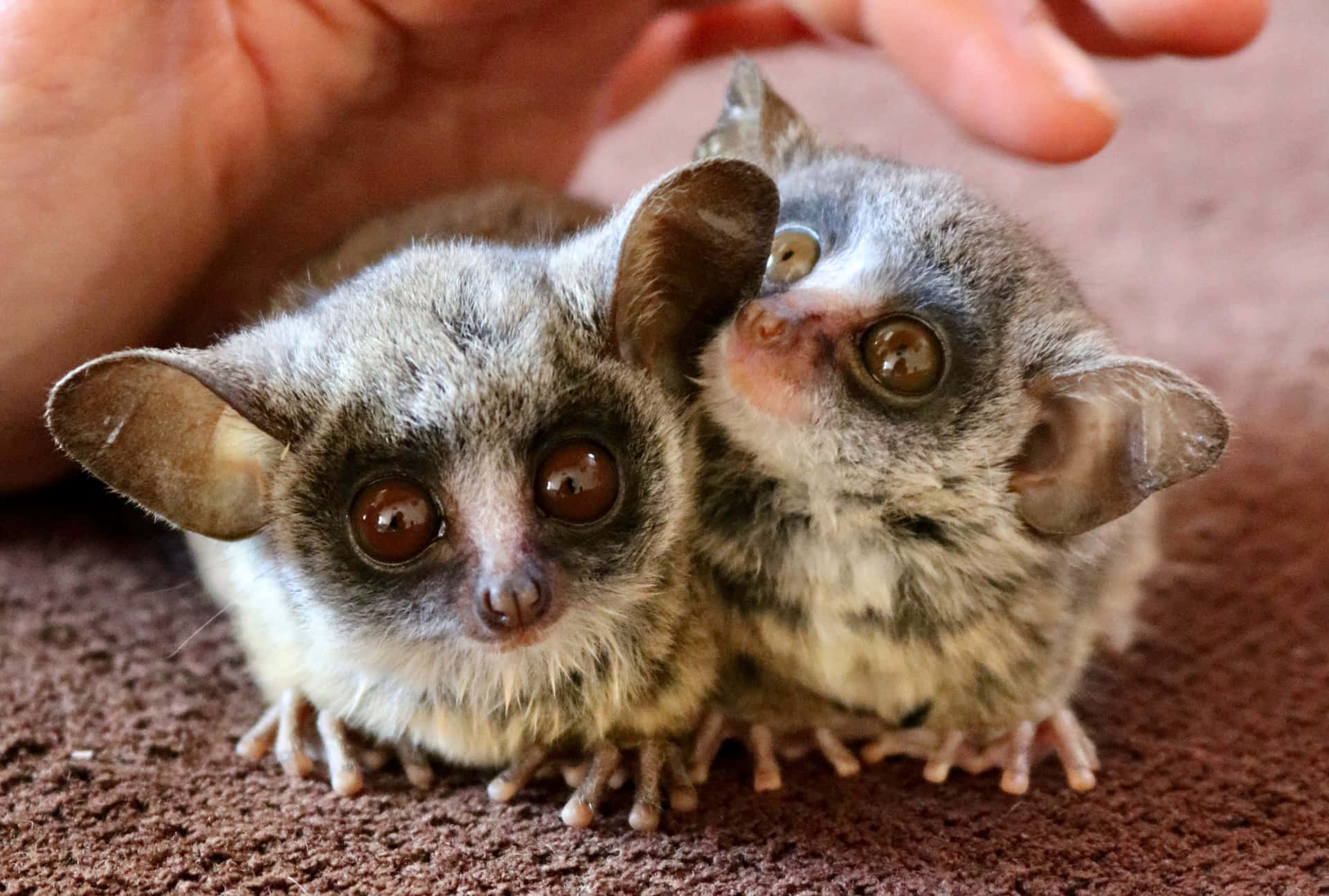 Adorable Bush Babies Cuddling Background