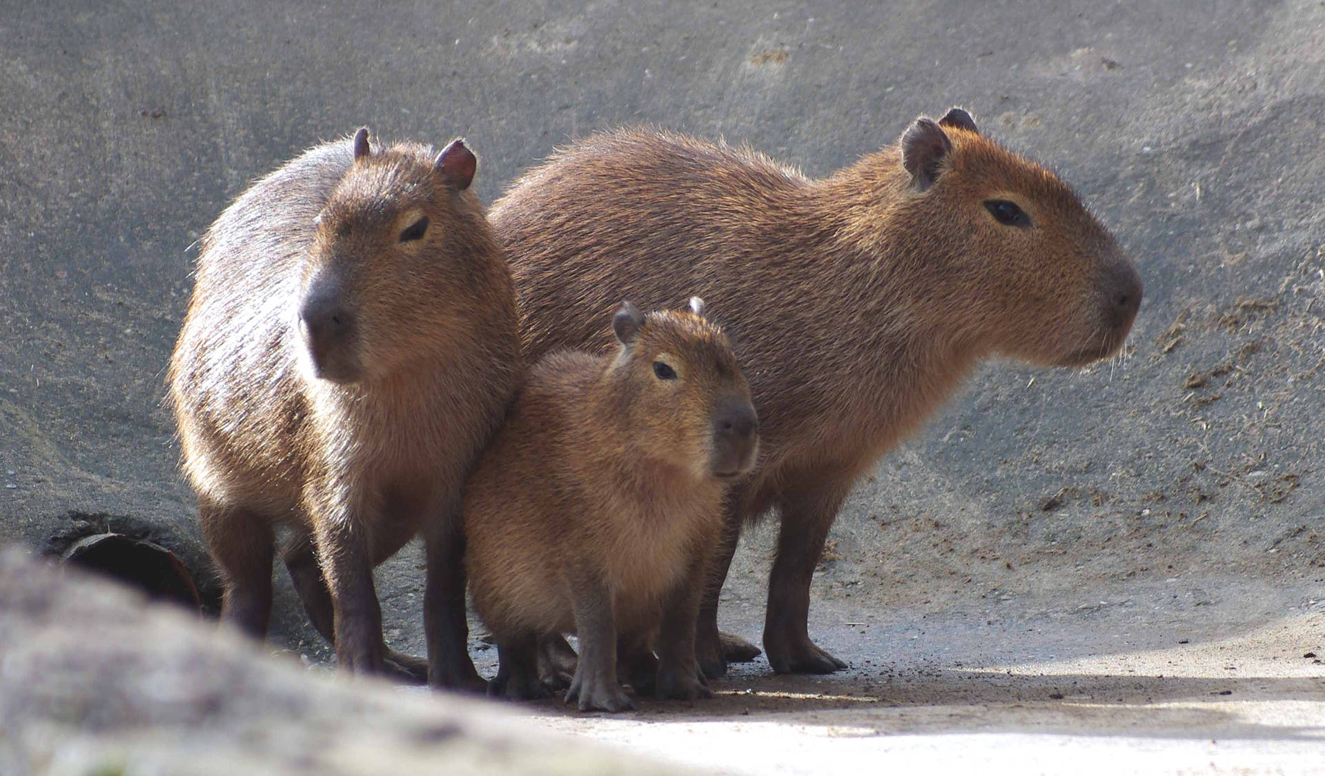 Adorable Capybara Trio