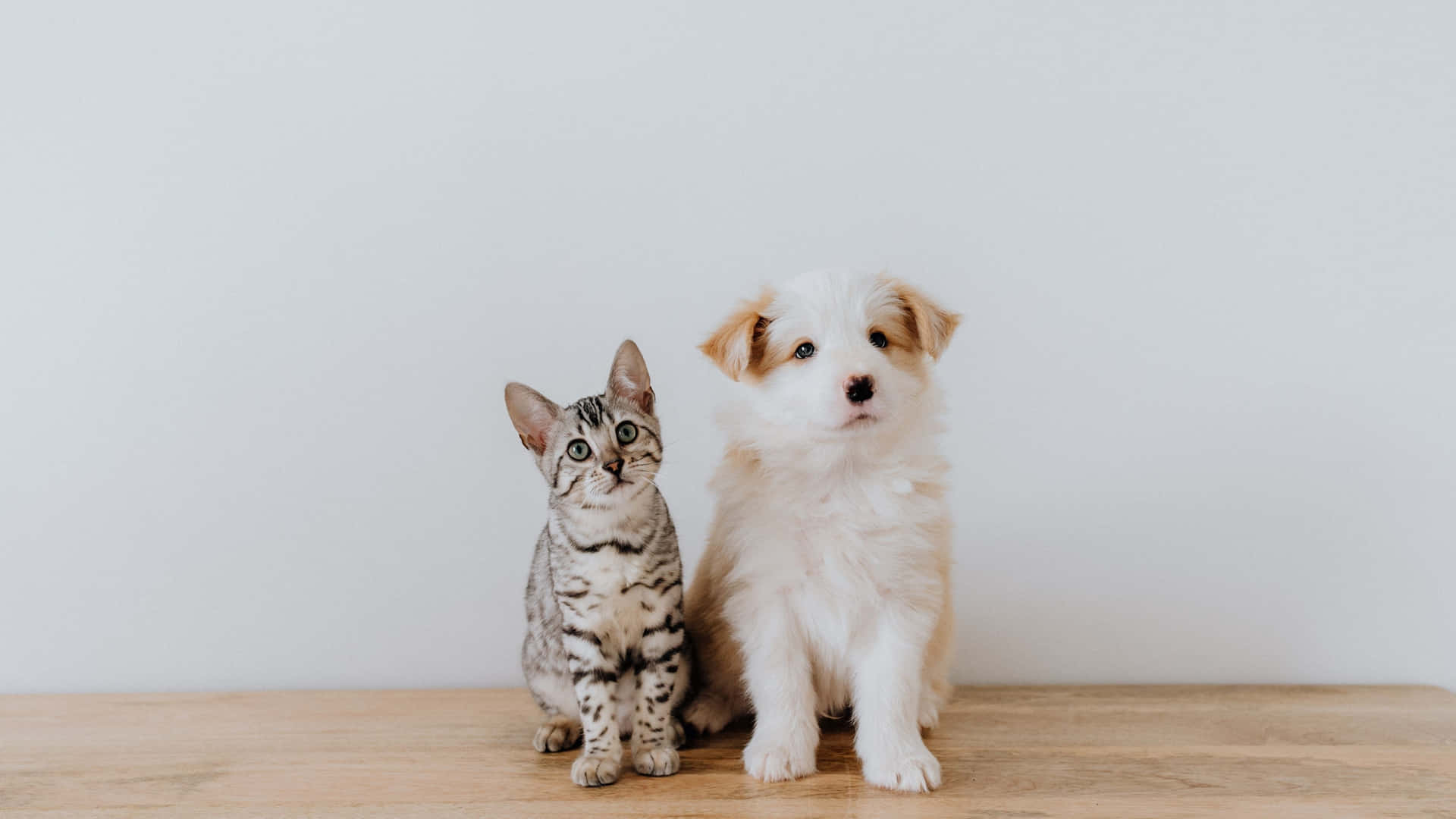 Adorable Cat And Puppy 4k Monitor Background