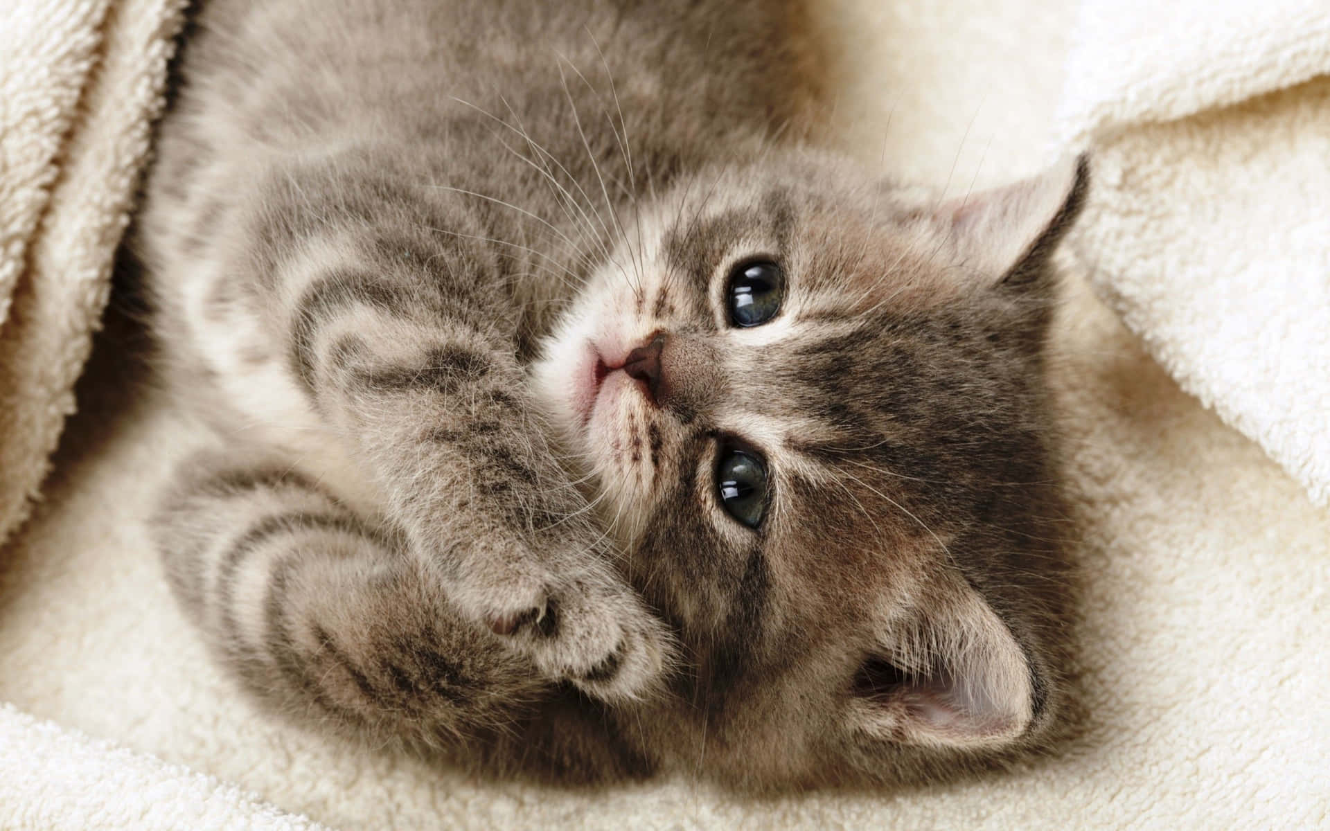 Adorable Cat Lounging In A Windowsill Background