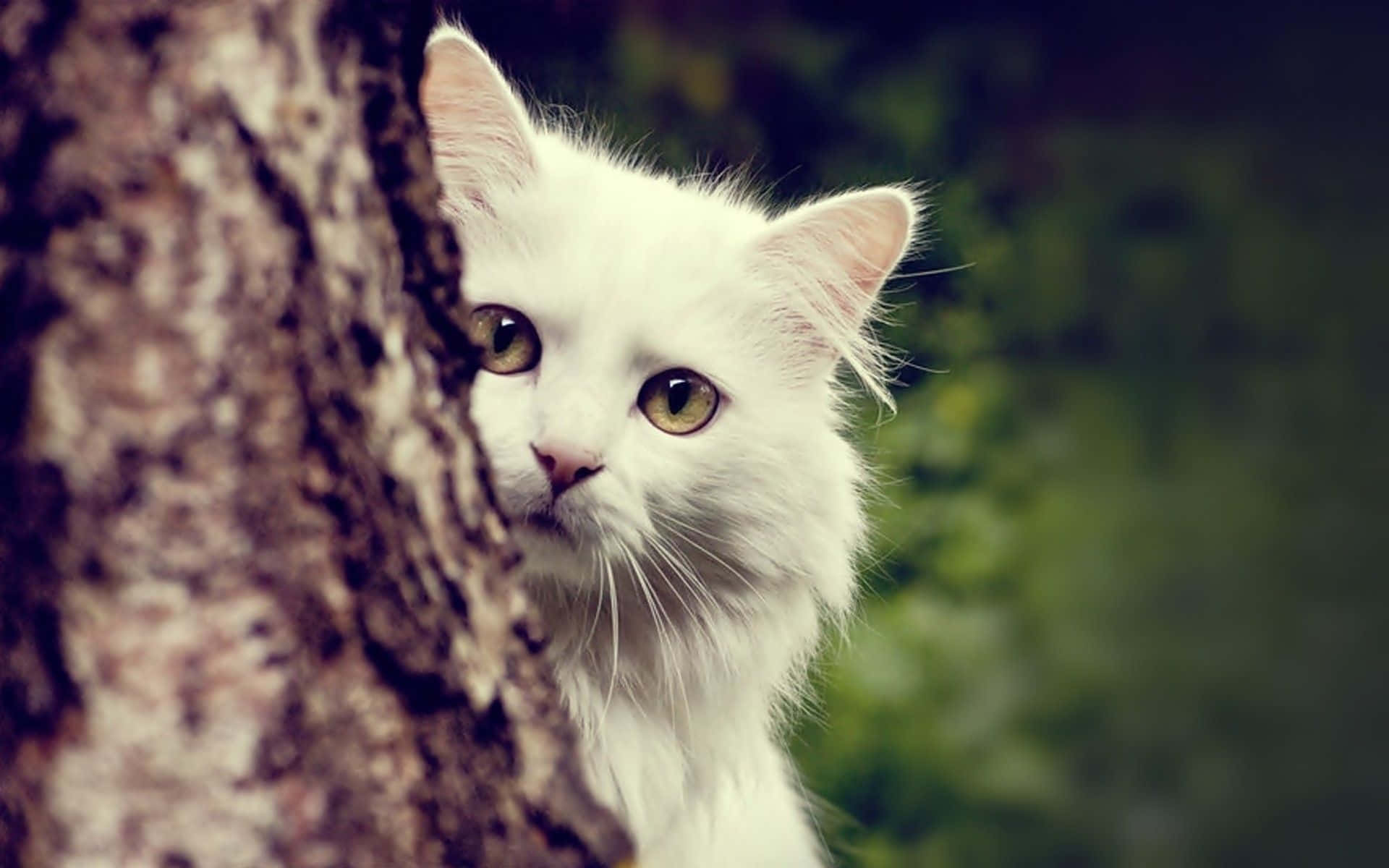 Adorable Cat Makes The Perfect Desktop Background Background