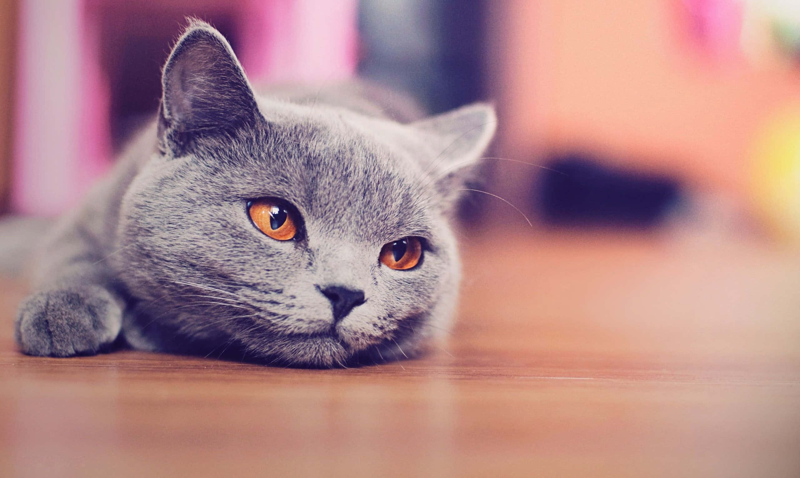 Adorable Cat Peering Out From Behind A Desktop Background
