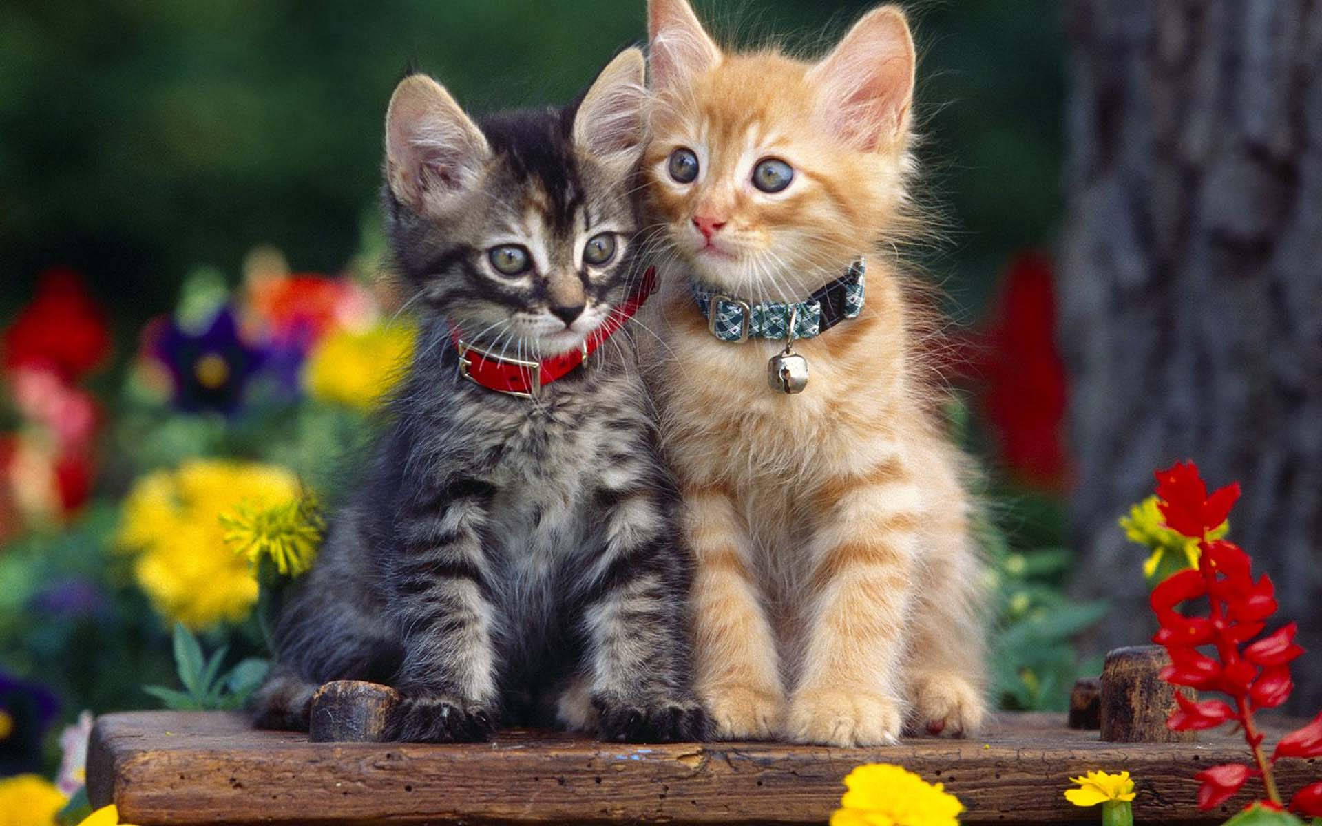 Adorable Cats Lounging On Wooden Bench Background