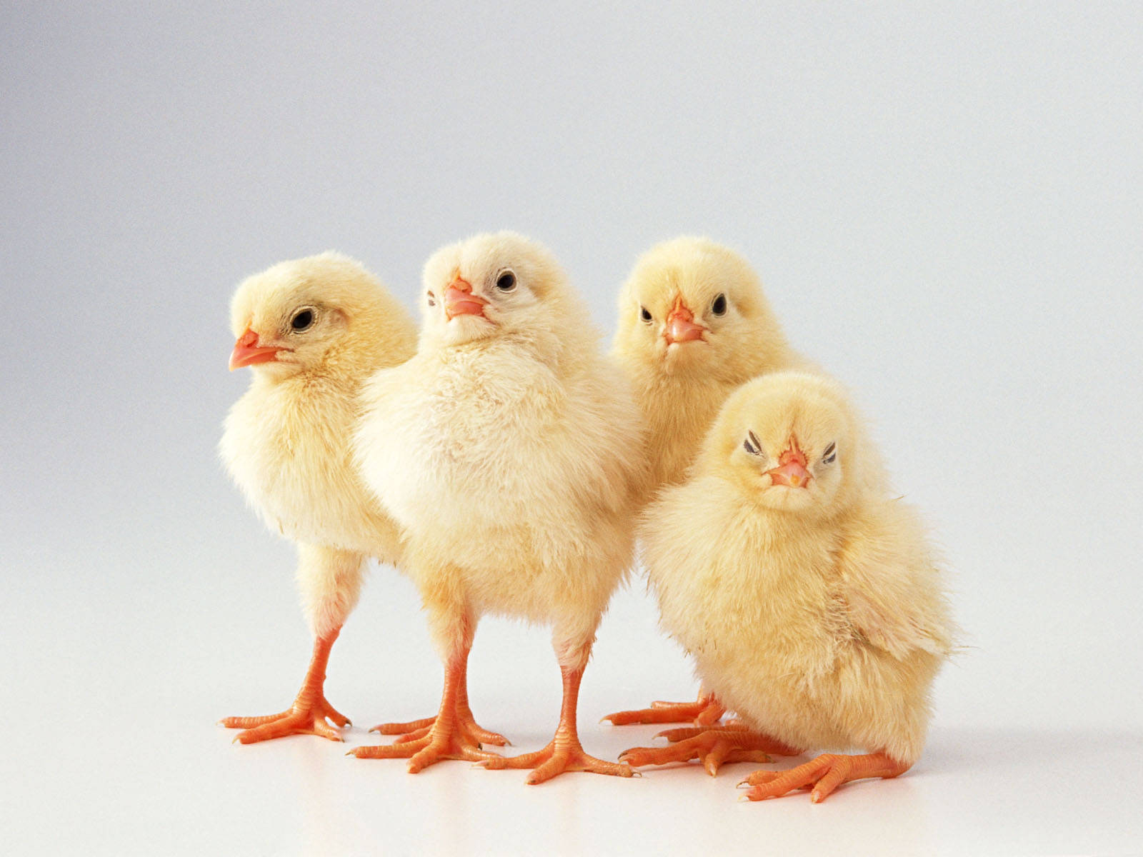 Adorable Chick With Orange Feet Background