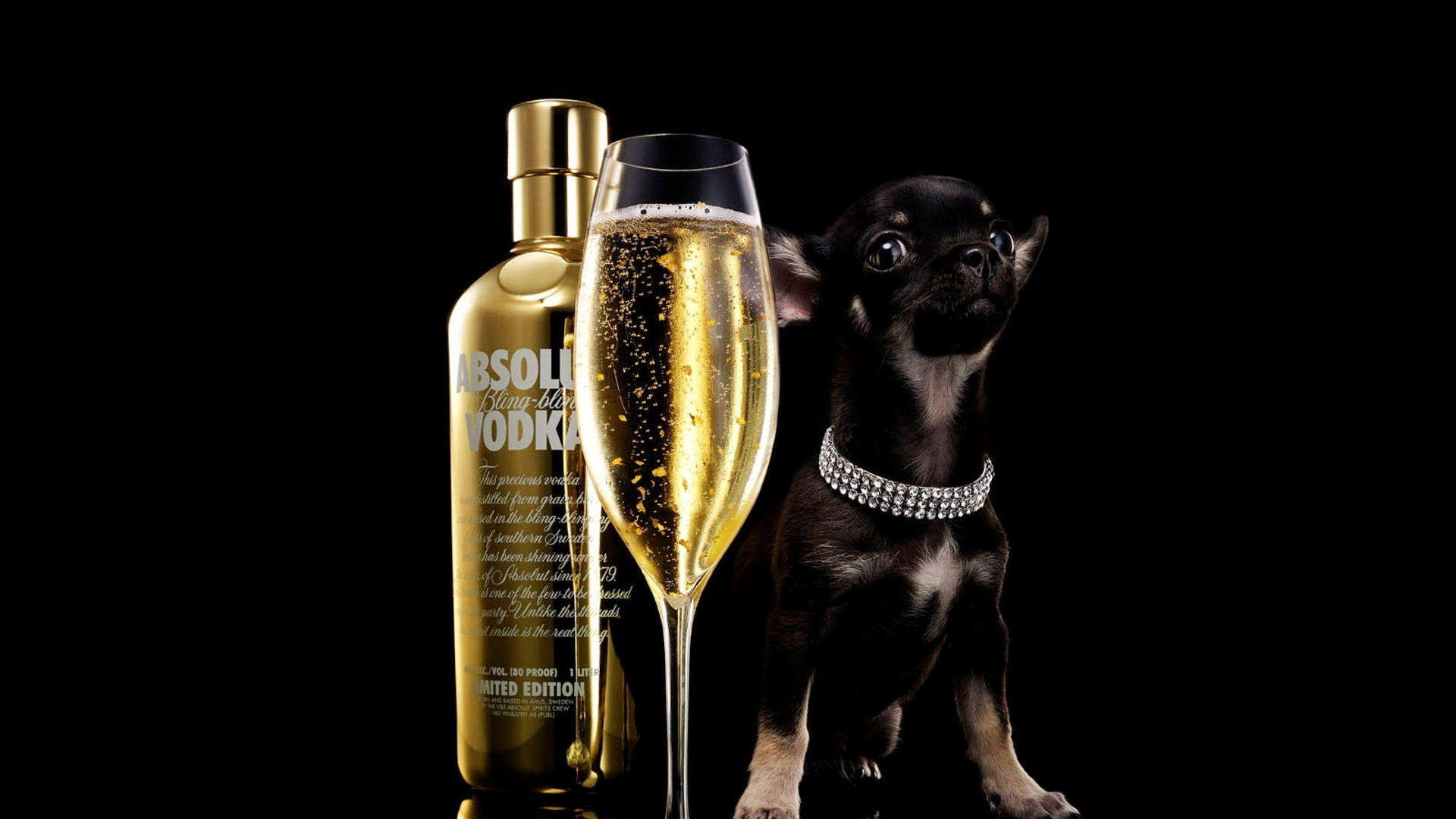 Adorable Chihuahua Holding A Bottle Of Gold Absolut Vodka Background