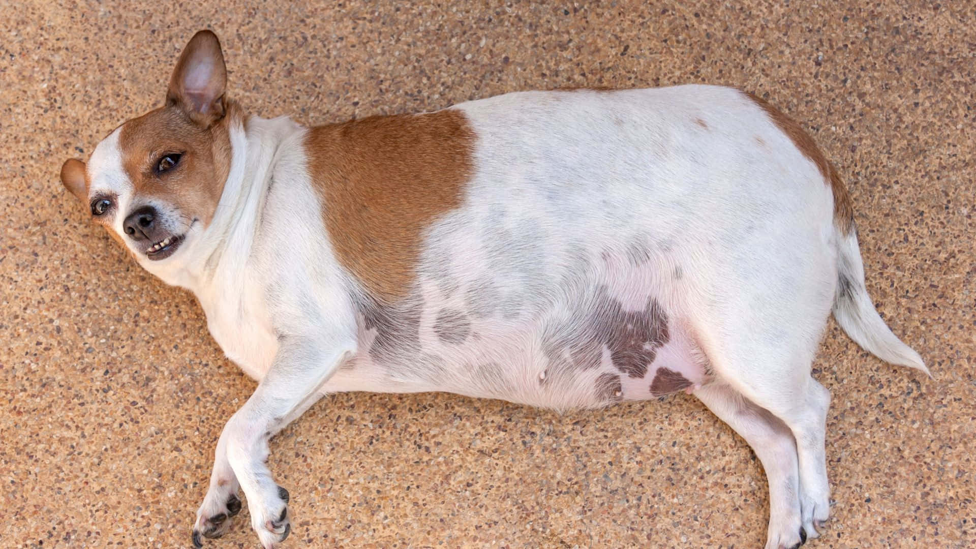 Adorable Chubby Pooch Lounging On Grass Background