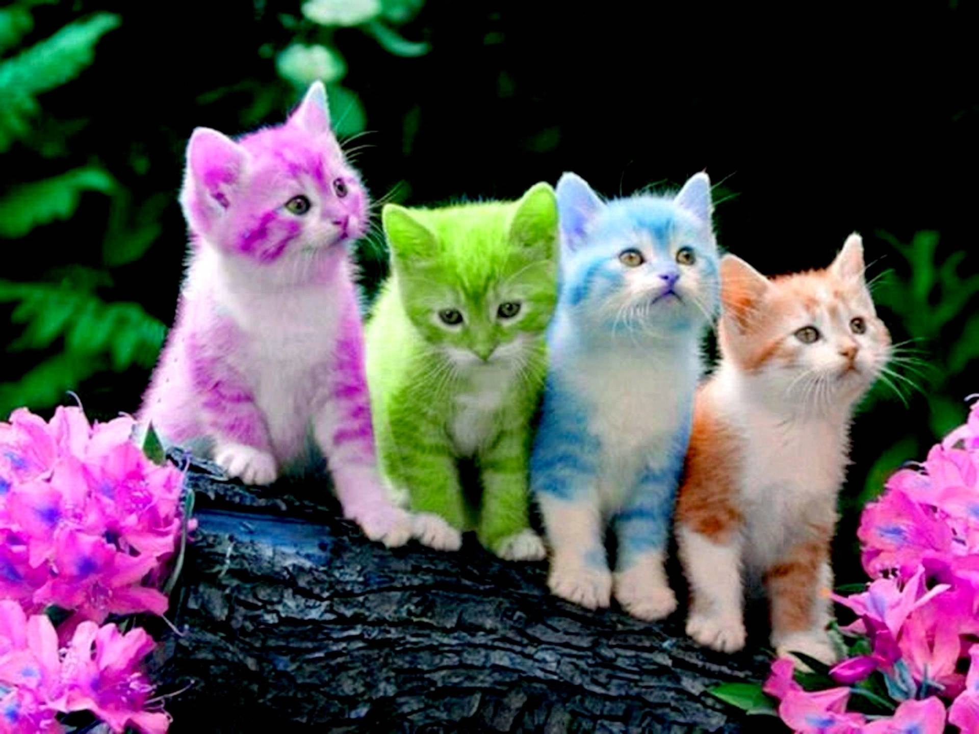 Adorable Colorful Kittens