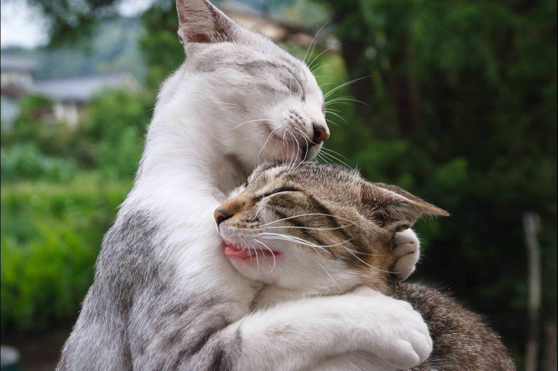 Adorable Cool Cats Hugging Background