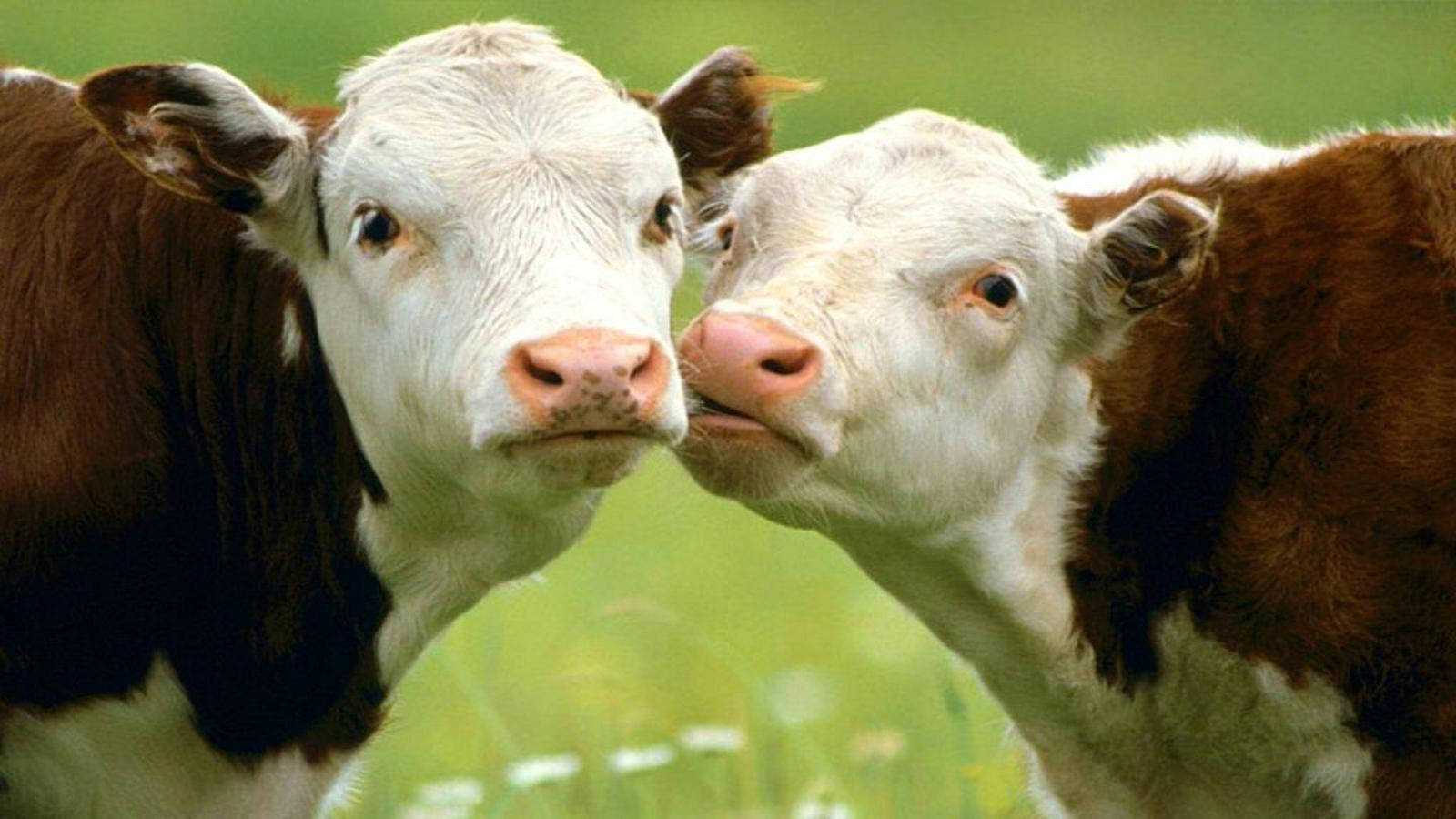 Adorable Cows Cuddling Background