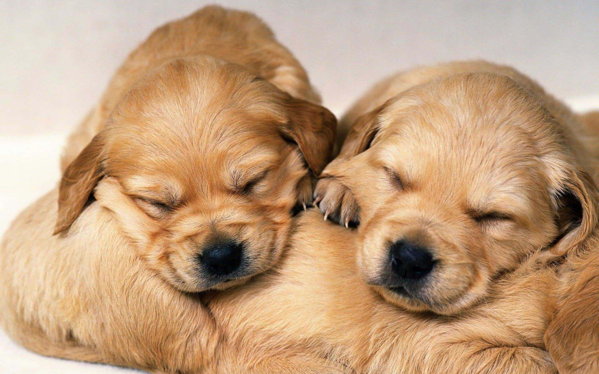 Adorable Cute Little Puppies Background