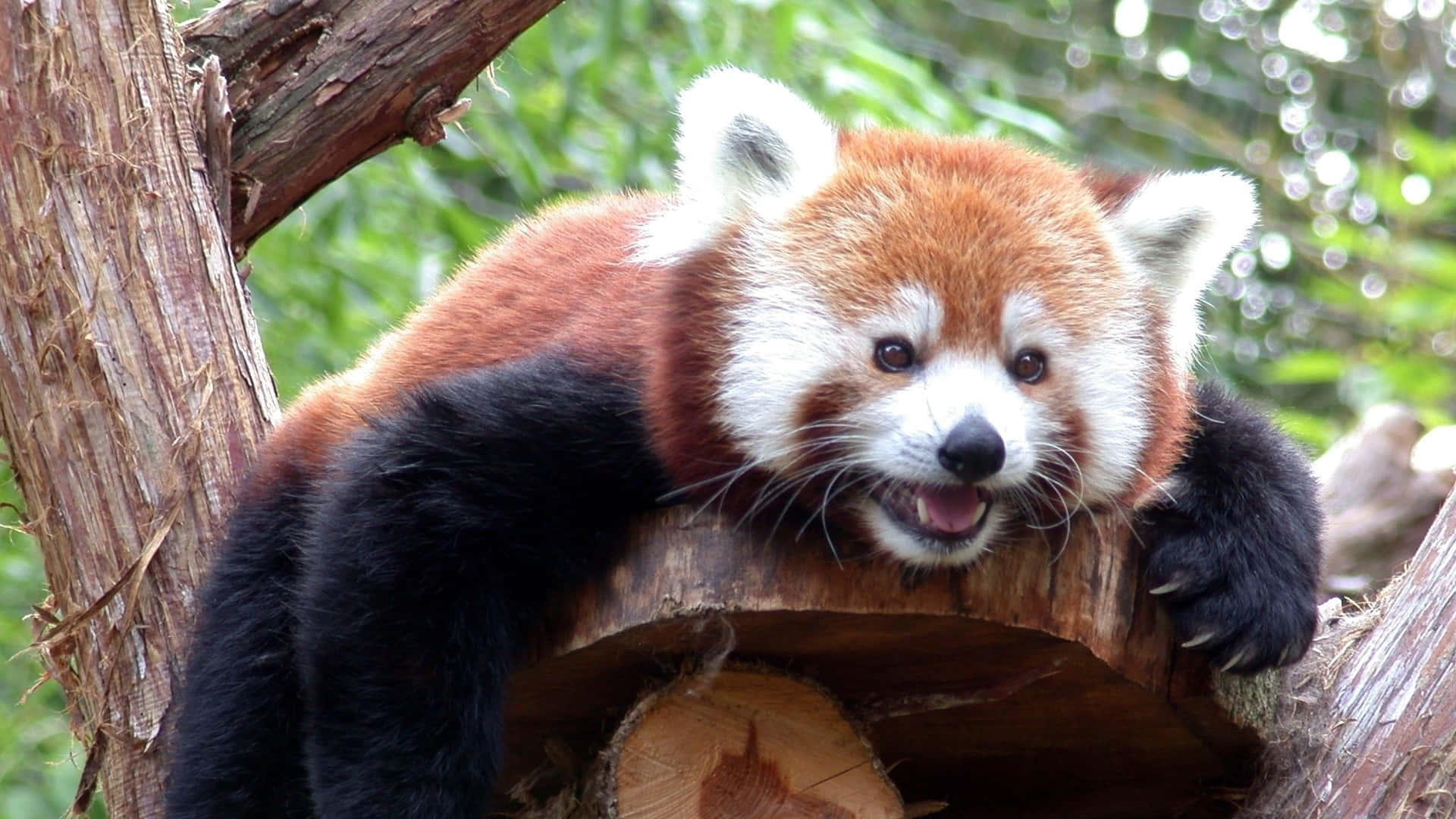 Adorable Cute Red Panda Background