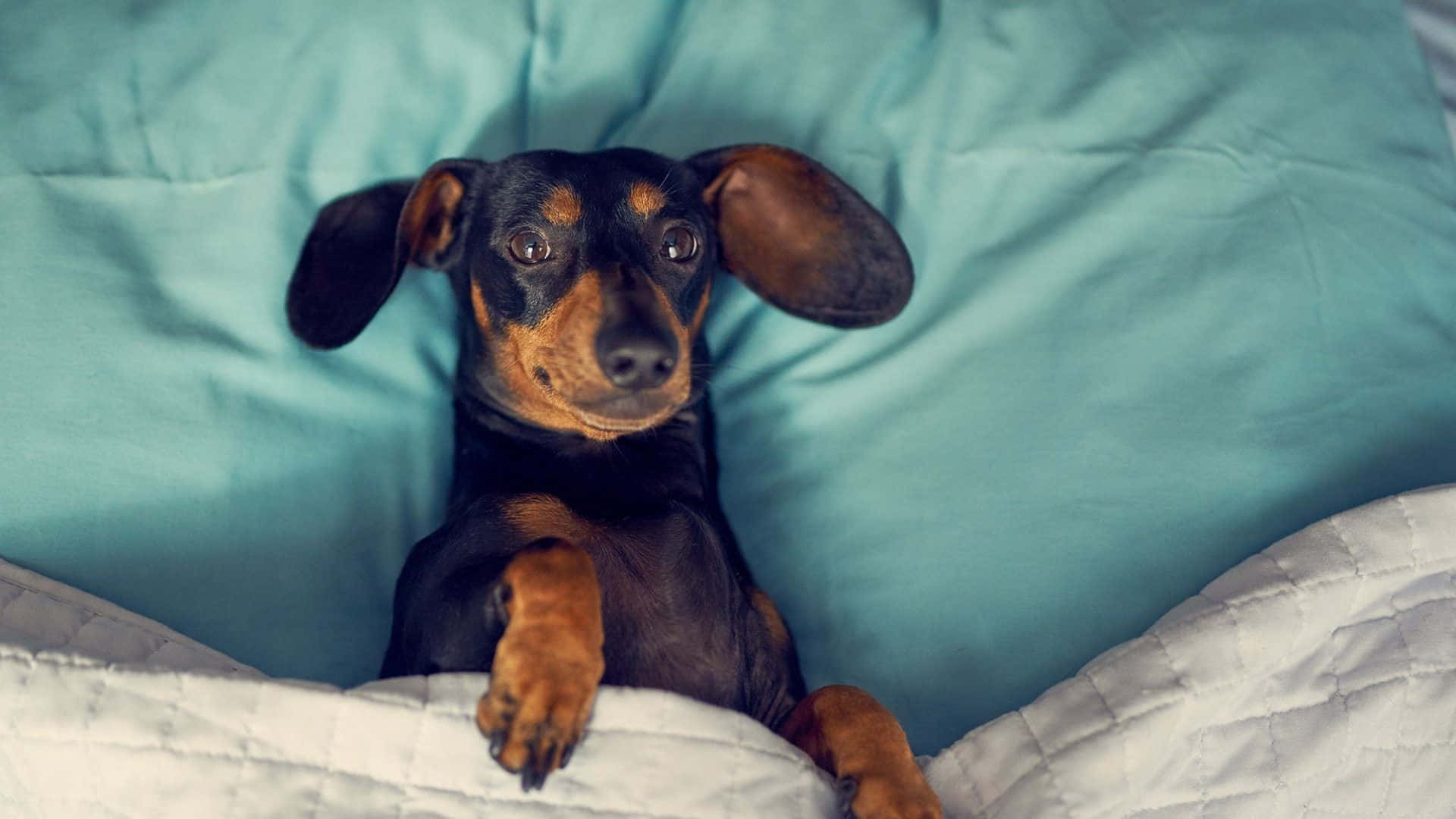 Adorable Dachshund Puppy Sitting In A Meadow