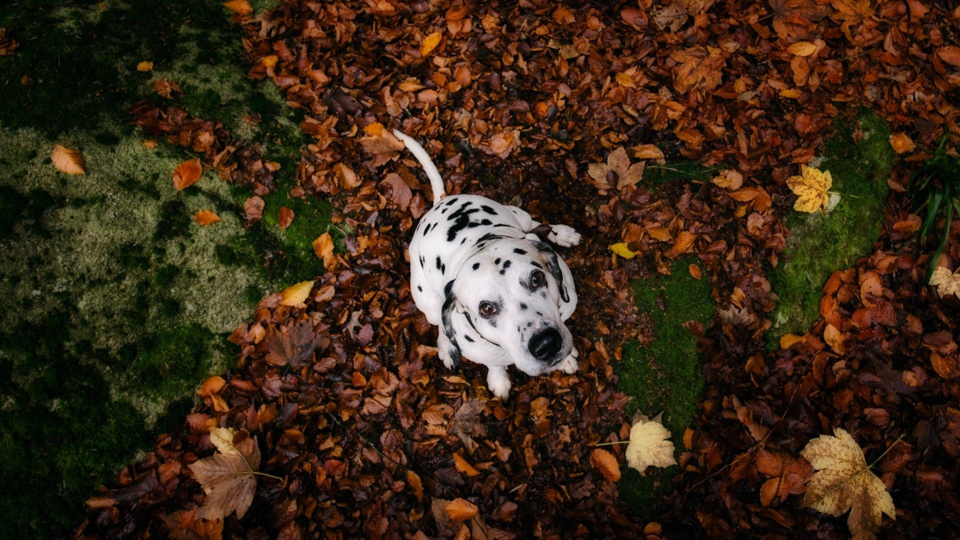 Adorable Dalmatian Dog Background