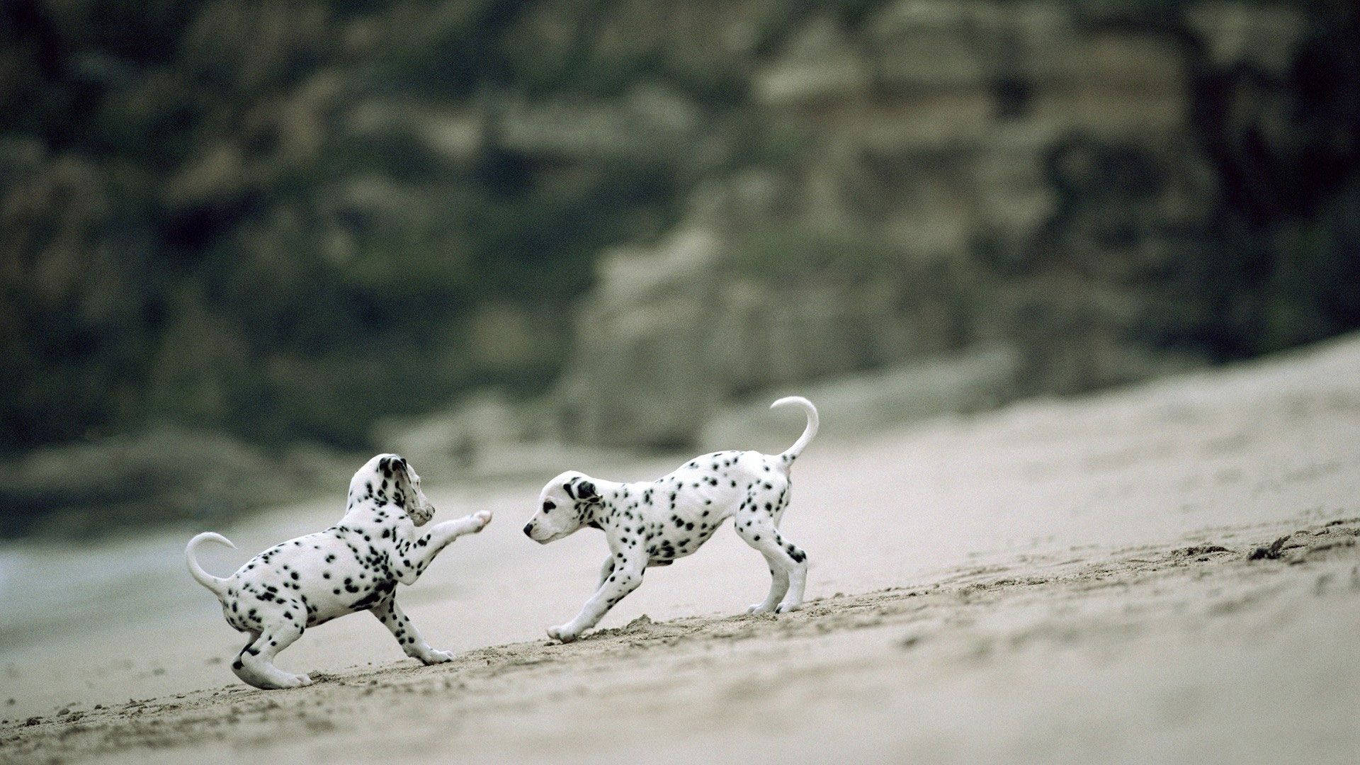 Adorable Dalmatian Puppies Engaged In Playful Frolic Background