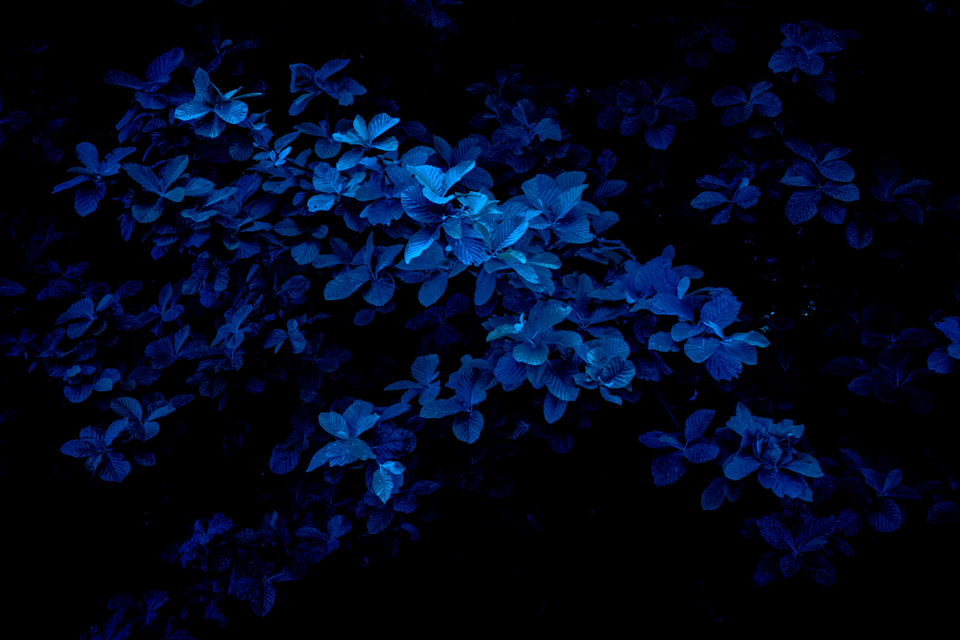 Adorable Dark Blue Cutsie Background