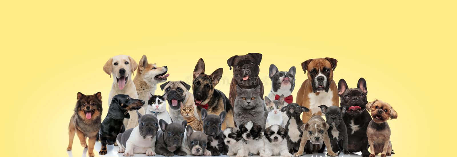 Adorable Dog Breeds Group Shot