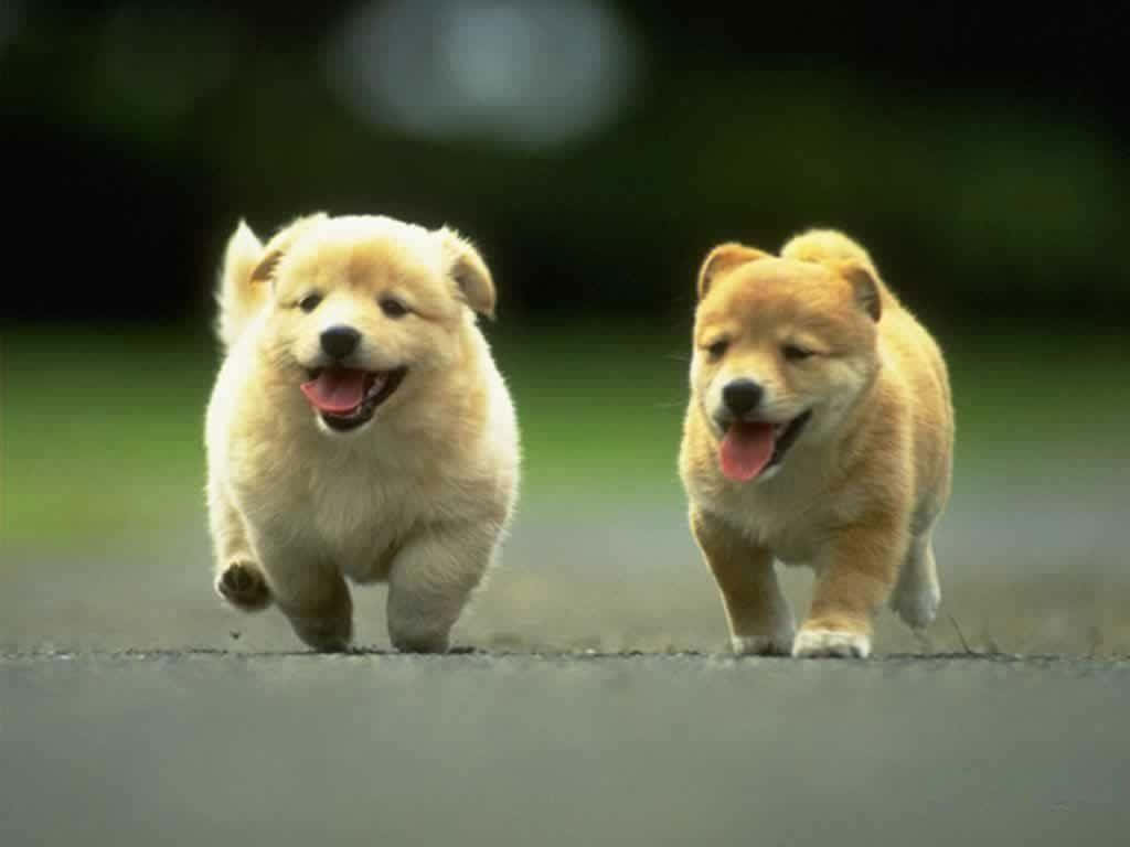 Adorable Dog Breeds Running