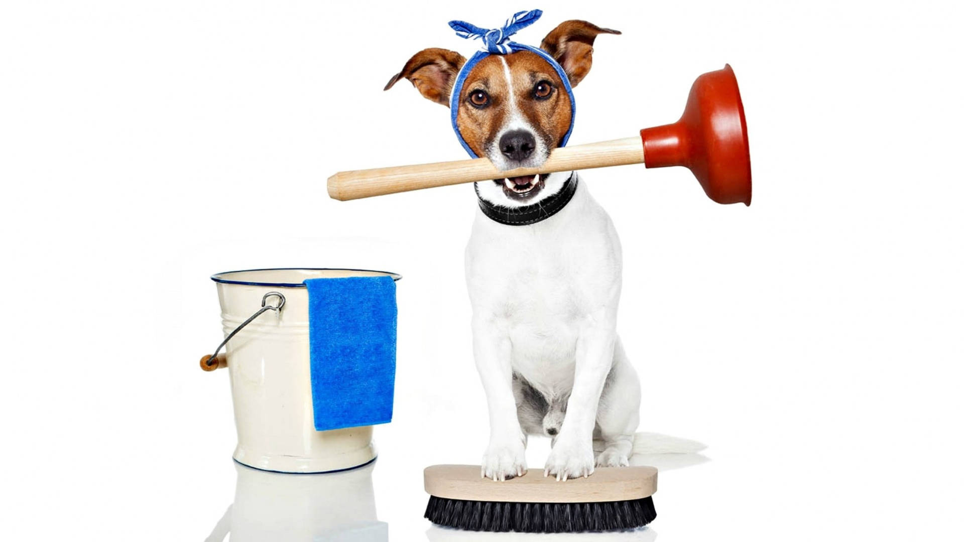 Adorable Dog Doing House Cleaning Background