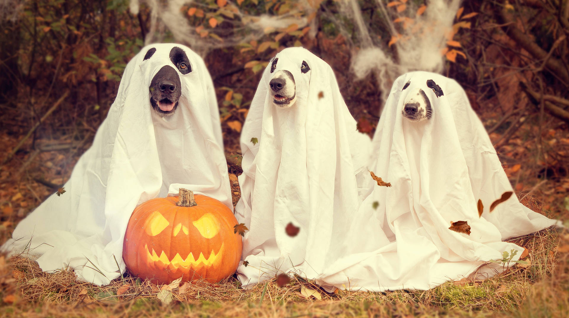 Adorable Dog Dressed In Ghostly Fashion For Halloween