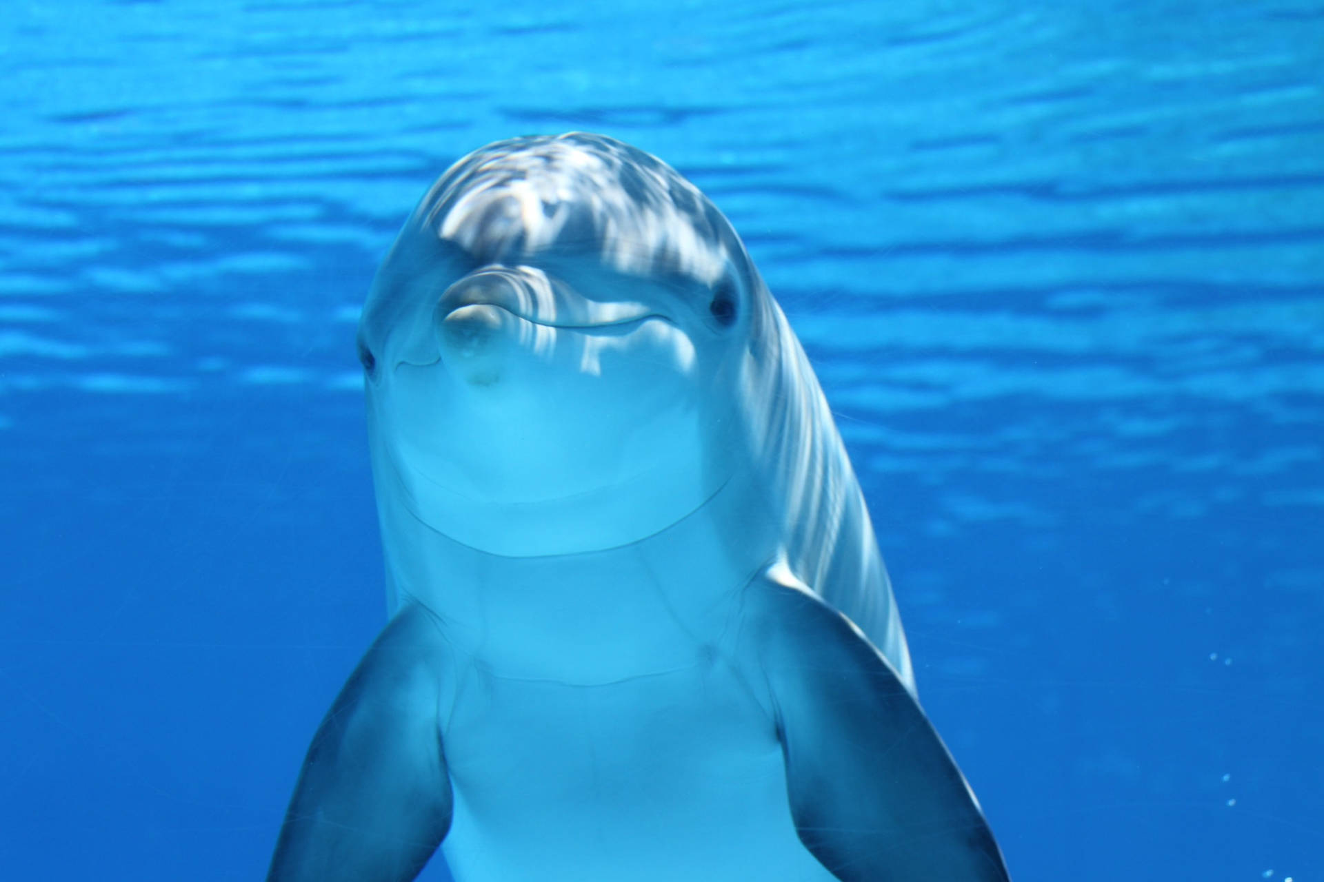 Adorable Dolphin Wild Animal Background