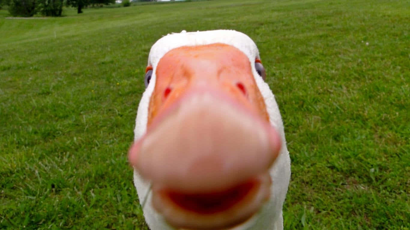 Adorable Duck Enjoying A Relaxing Afternoon Background