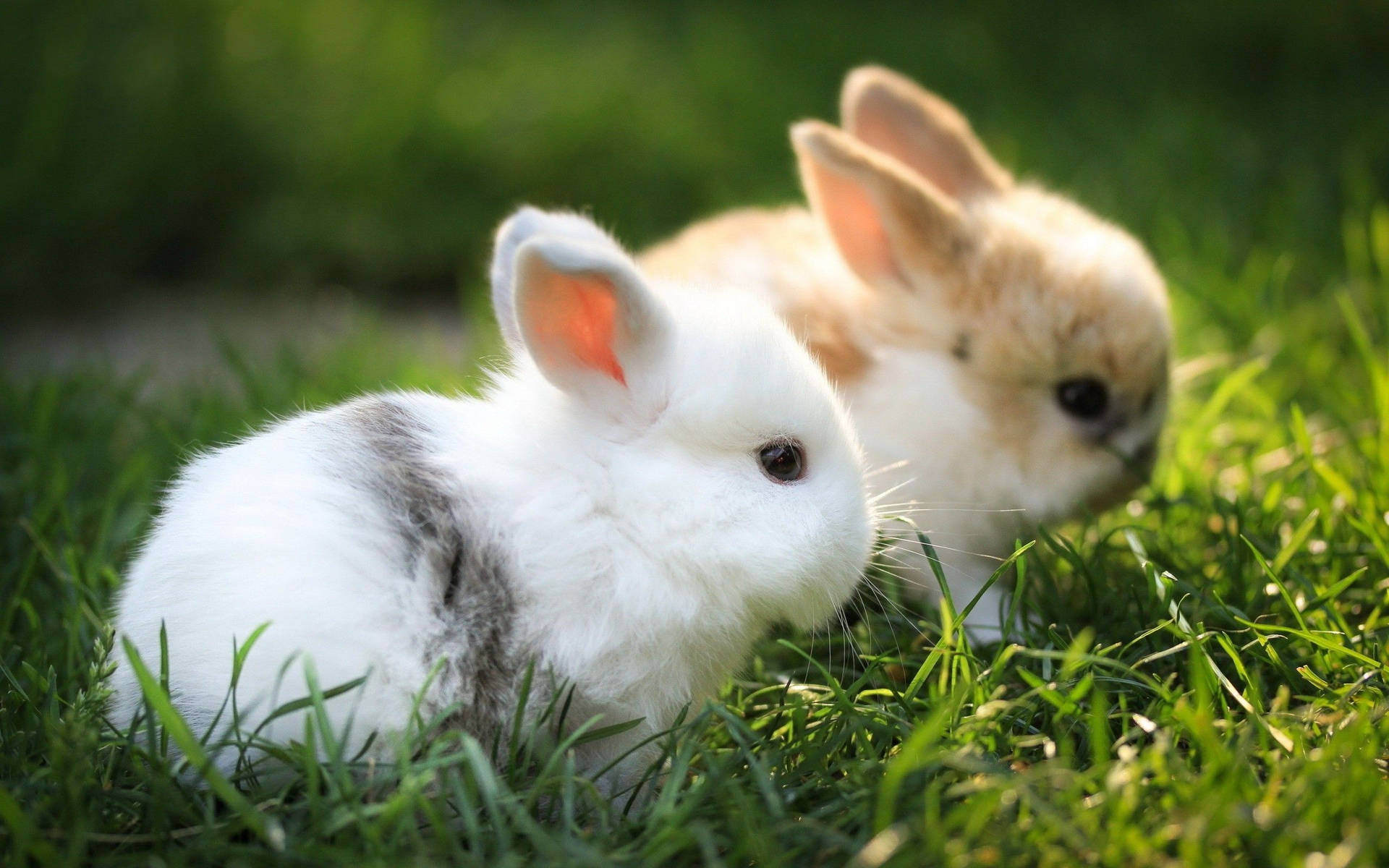 Adorable Dwarf Rabbits Background