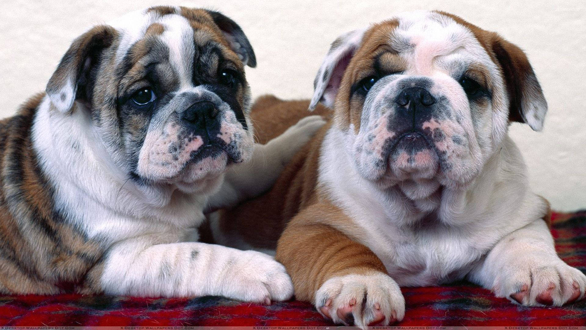 Adorable English Bulldog Puppies Lounging Together