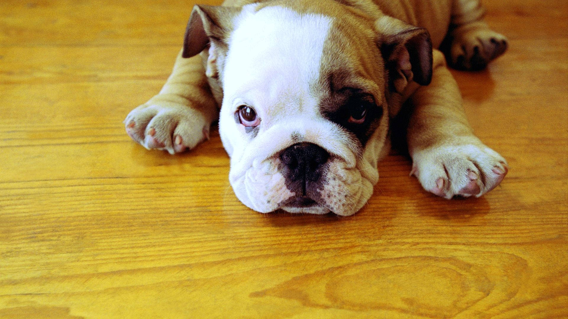 Adorable English Bulldog Puppy