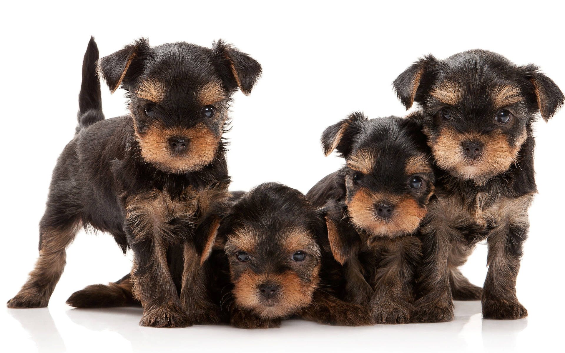 Adorable Family Portrait Of Purebred Yorkie Puppies Background
