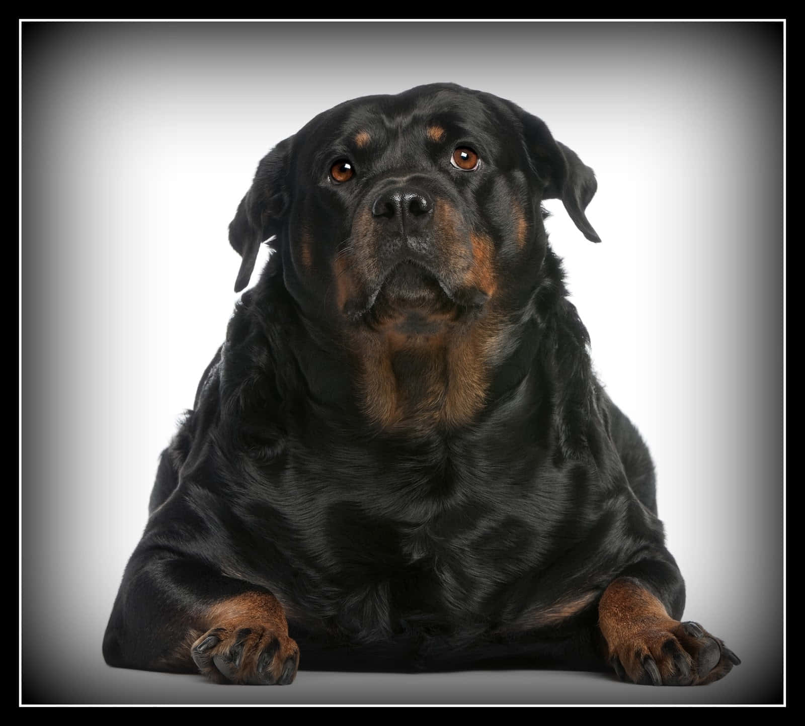 Adorable Fat Dog Lounging Comfortably Background