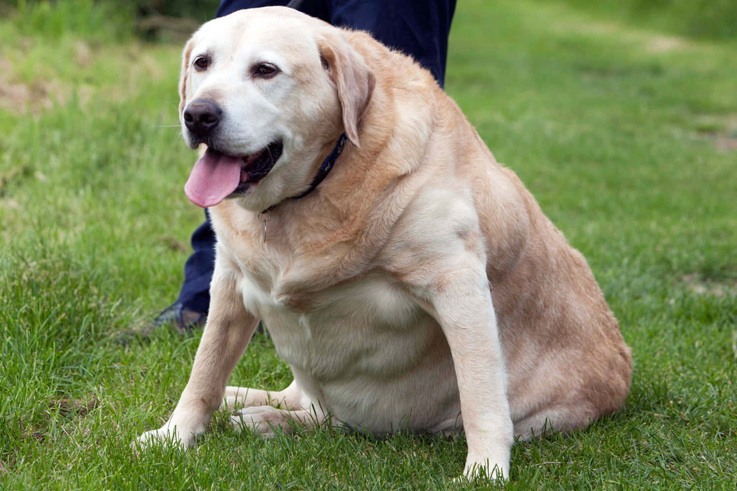 Adorable Fat Dog Lounging Outside Background