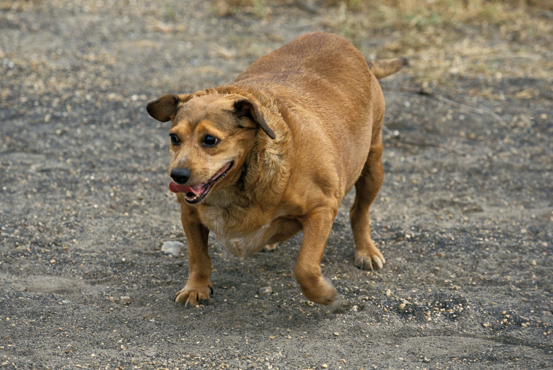 Adorable Fat Dog Relaxing In The Park Background