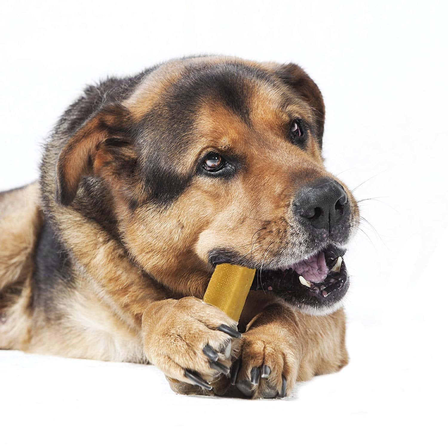 Adorable Fat Dog Relaxing Outdoors