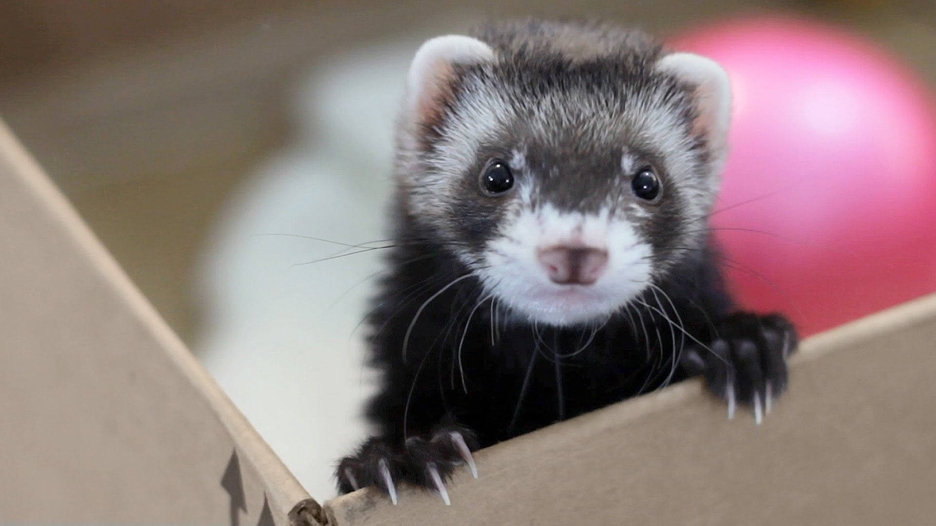 Adorable Ferret Exploring A Cardboard Box Background