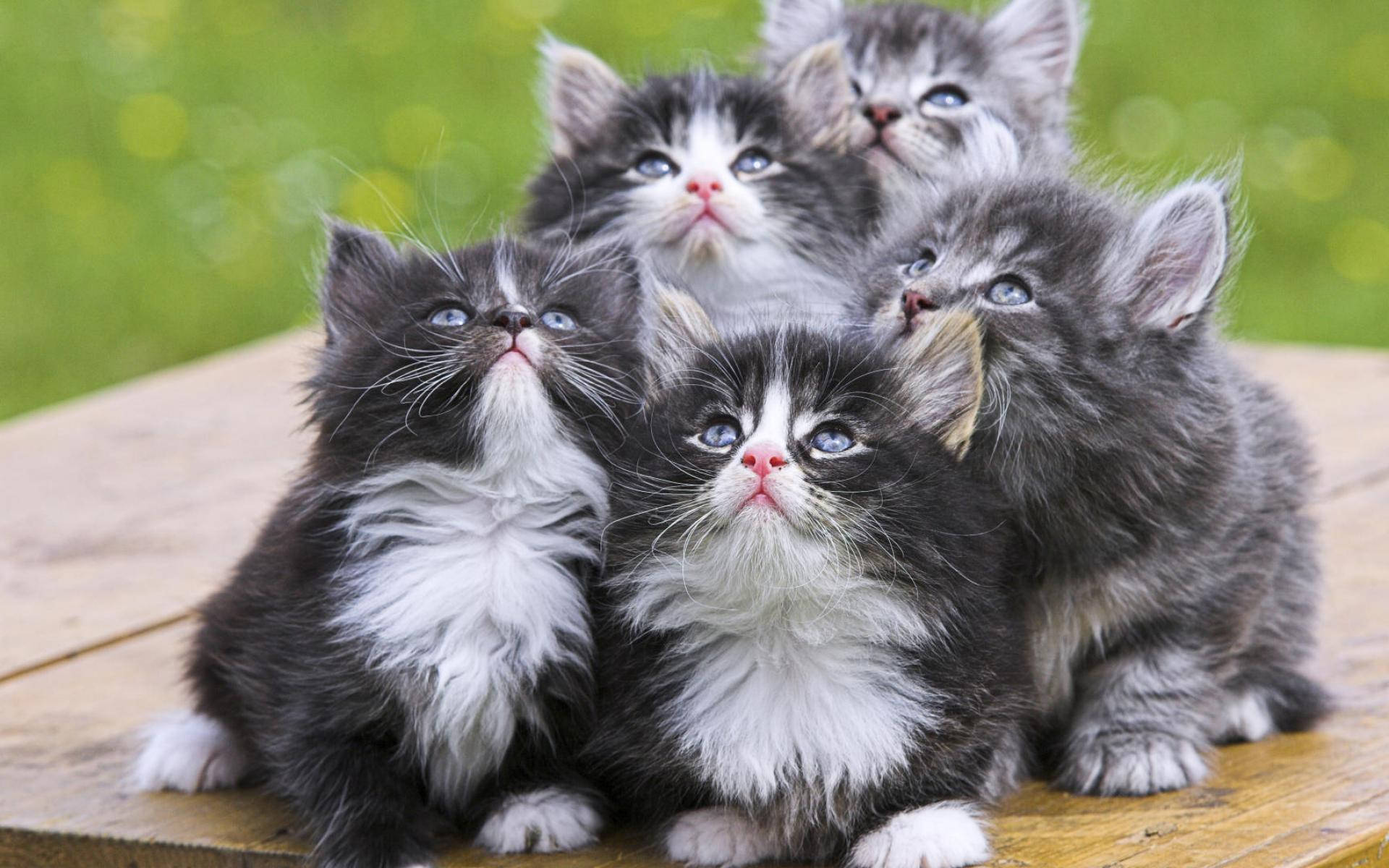 Adorable Fluffy Kittens Gazing Upward Background