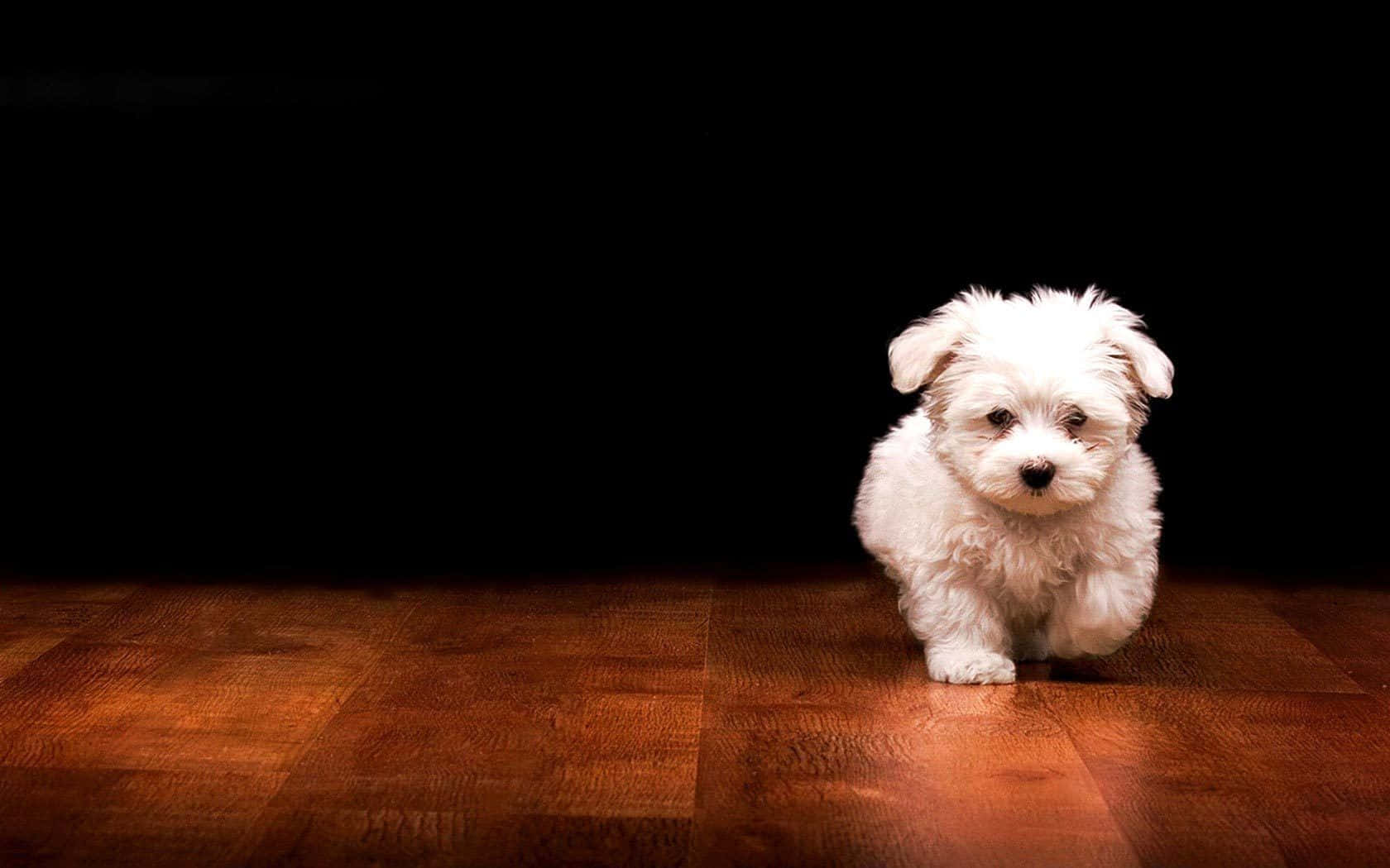 Adorable Fluffy Puppy Background