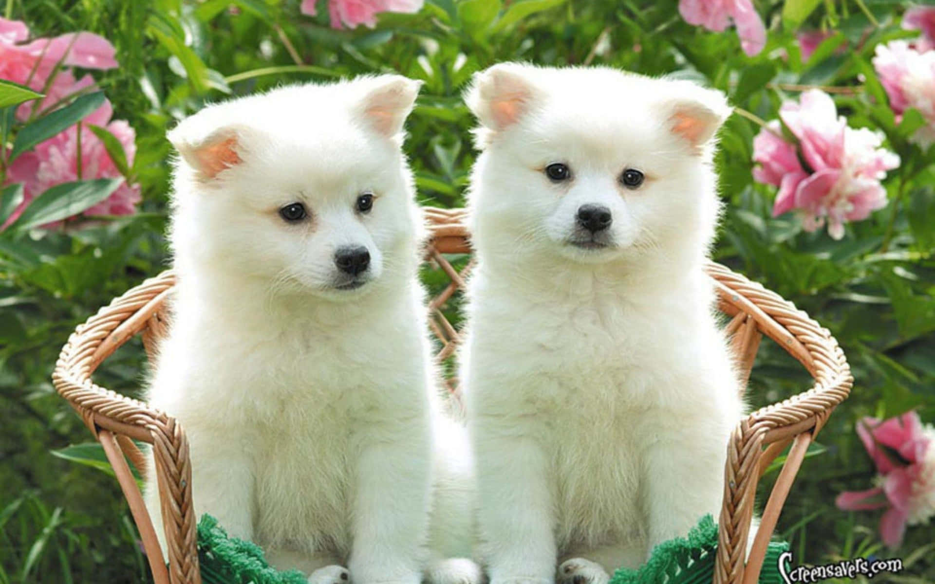 Adorable Fluffy Puppy Background