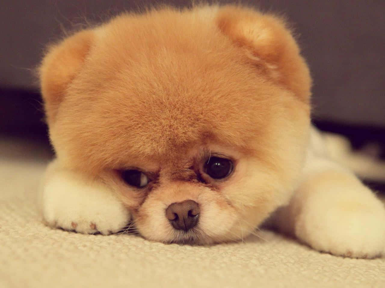 Adorable Fluffy Puppy Looking Up Background