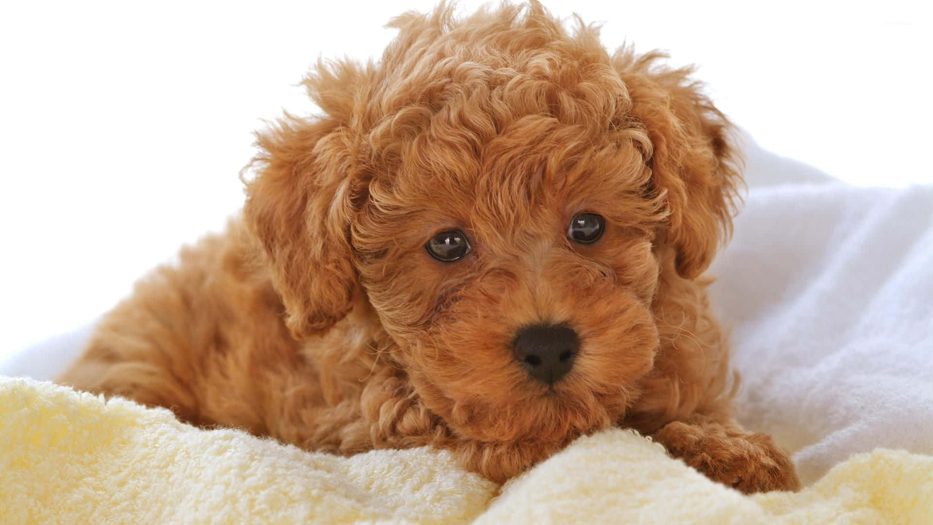 Adorable Fluffy Puppy Background