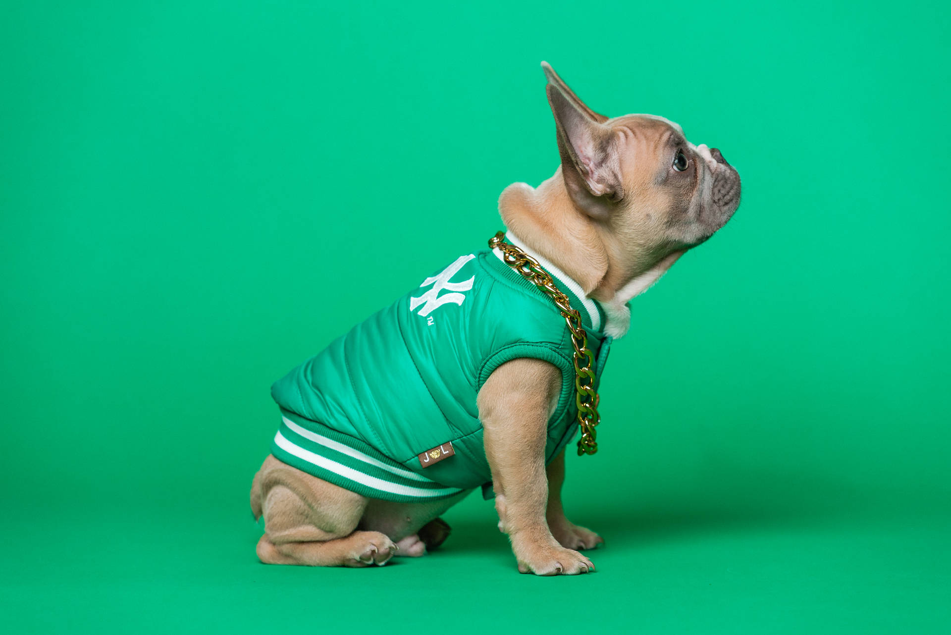 Adorable French Bulldog In A New Era Shirt Background