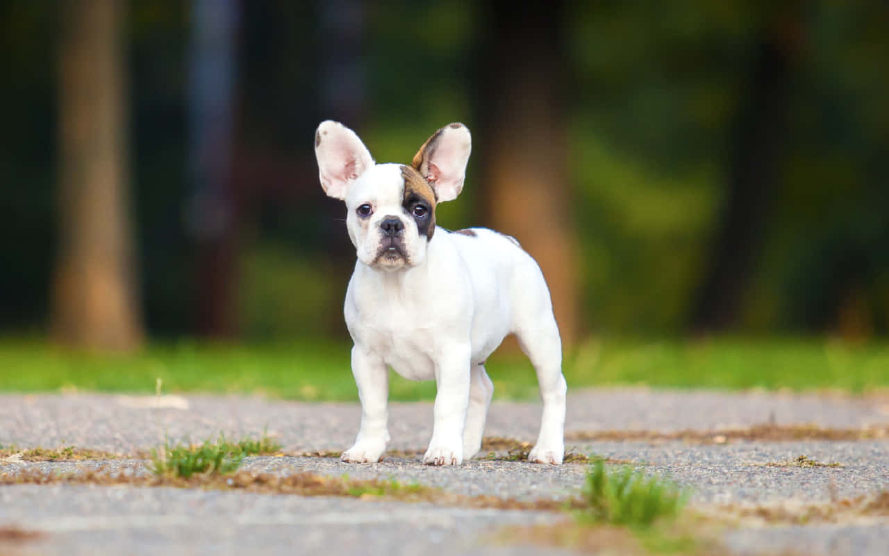 Adorable French Bulldog Pup Enjoying The Outdoors Background